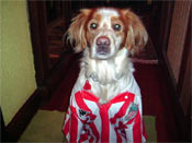 Perro rojiblanco