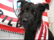 León negro