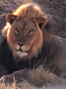 León