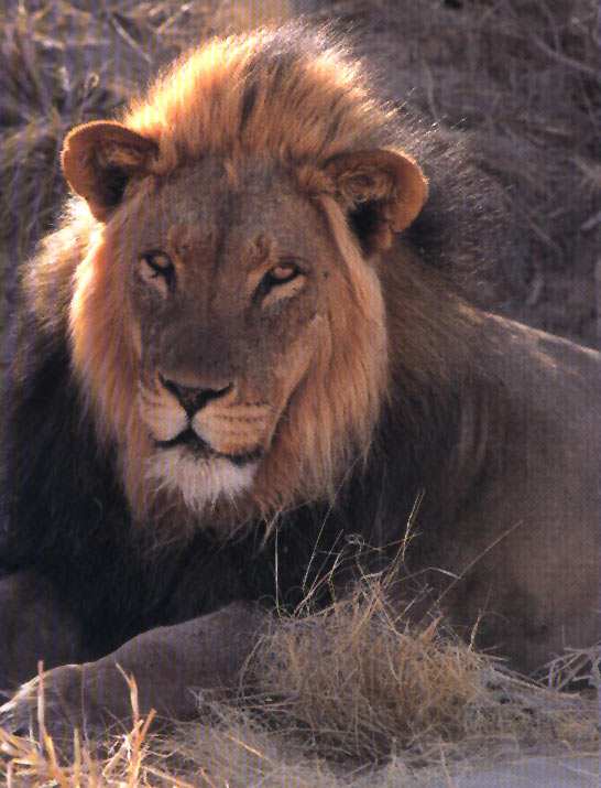 León