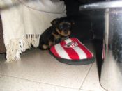 el recien llegado,Kuky