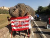 elefante