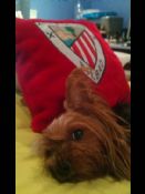 Mi perrita Kiara