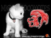 ATHLETIC MIGUELITOCOYOTES