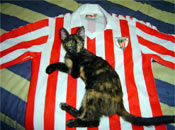 Mi gatita es rojiblanca