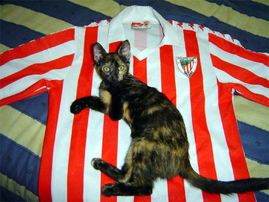 Mi gatita es rojiblanca