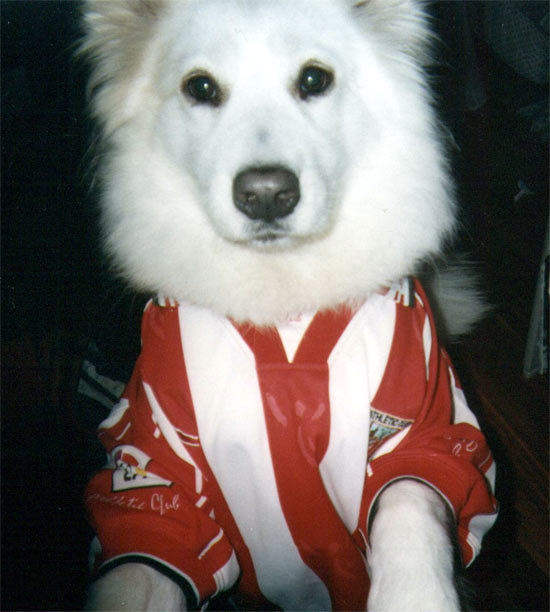 Beste athleticzale bat
