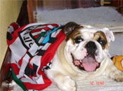 Mi perro animando al Athletic