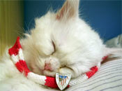 Gatito