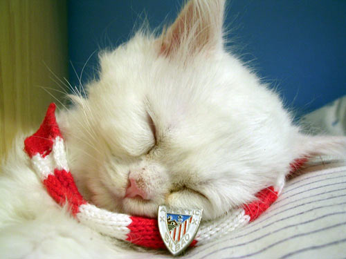 Gatito
