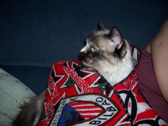 Qué forofa es nuestra gata