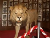 El león de San Mamés