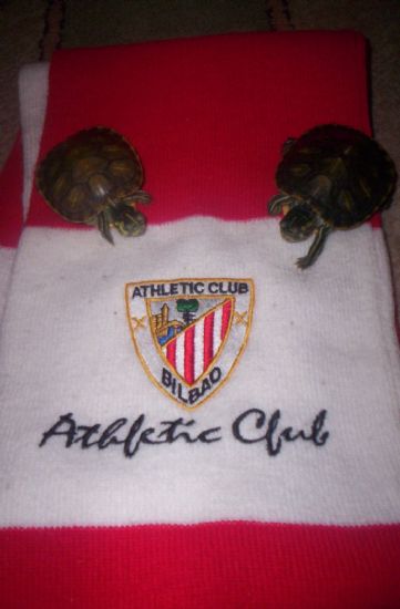 Mis tortus xD