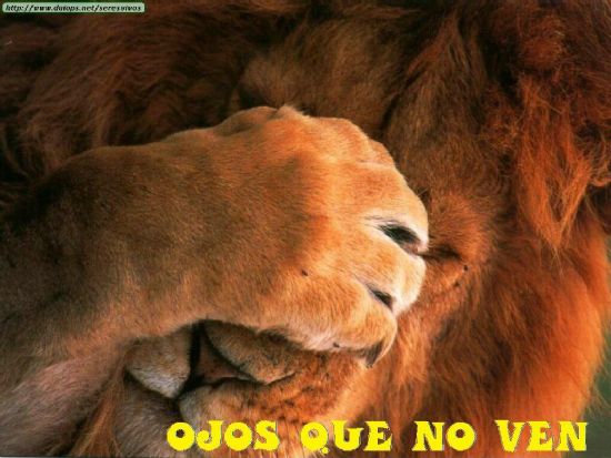 Hay ené!