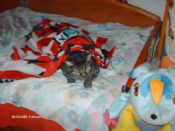 Misi