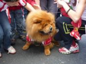 un leon ?