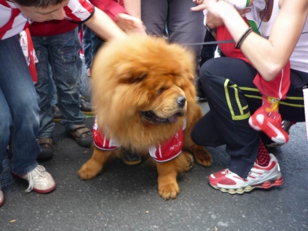 un leon ?